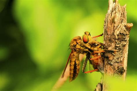 A Bee Killer Predators By Joon Woo Park Photo 90716989 500px