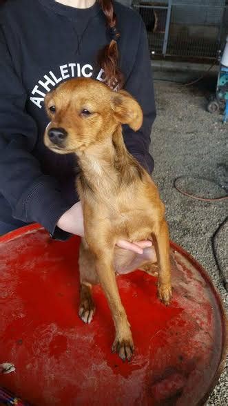 Elena 5 Month Old Female Miniature Pinscher Cross Dog For Adoption