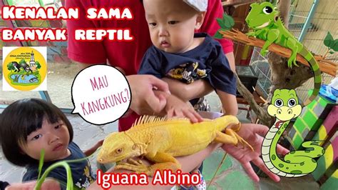 Mini Zoo Jogja Exotarium Sleman, Mengenal Reptil - YouTube