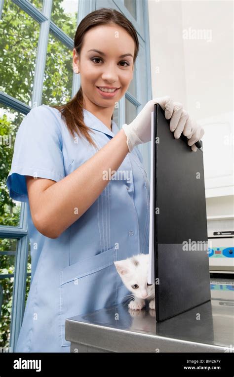 Female Vet Examining A Cat Stock Photo Alamy