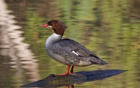 Pictures And Information On Common Merganser
