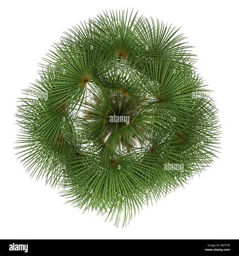 Top View Of Mexican Fan Palm Tree Isolated Stock Photo Alamy