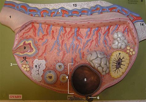 Ovary Model Diagram Quizlet