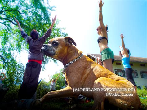 Wir zeigen dir, wie du den sonnengruß richtig ausführst und so lernst du den yoga sonnengruß für anfänger sicher! Foto der Woche - Yoga, Sonnengruß mit Hund