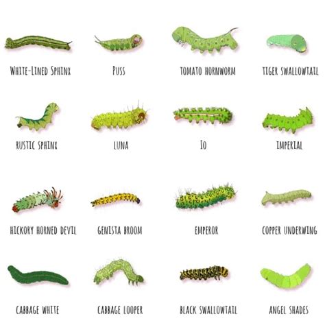 Green Caterpillar Identification Guide 18 Common Types Butterfly