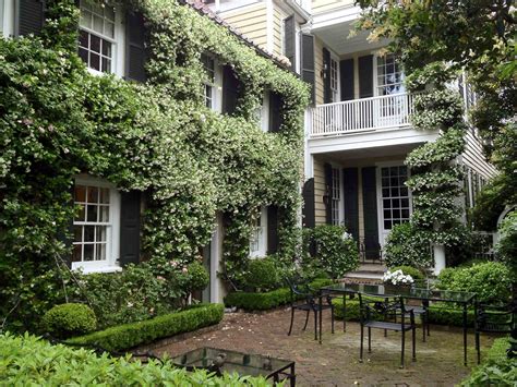 I purchased pink jasmine polyanthum in may, 2004 in full bloom, in 6 pot with small (3ft) bamboo trellis. classic charleston with garden confederate jasmine in ...