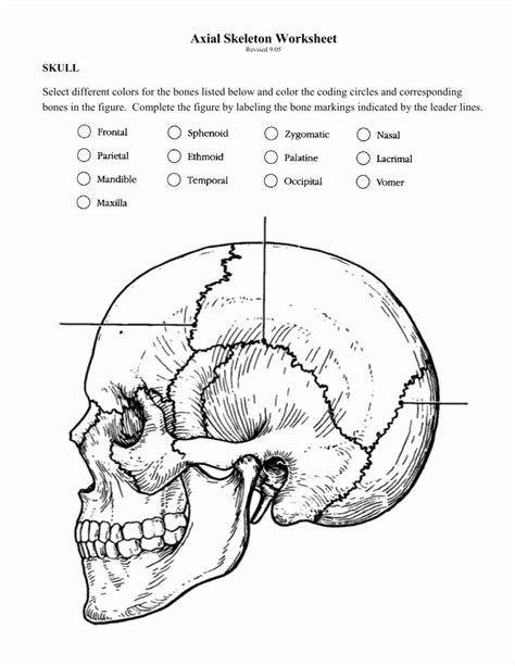 Axial Skeleton Worksheet Printable Sheet Education