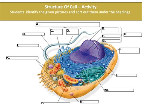Maybe you would like to learn more about one of these? SONU ACADEMY: STRUCTURE OF CELL - ACTIVITY