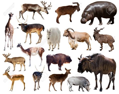 Resultat Dimatges De Artiodactyla Animals Animals Mammals Artiodactyla