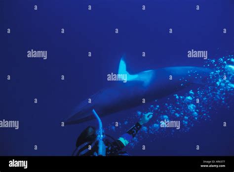 Dwarf Minke Whale Balaenoptera Acutorostrata Subsp Australia Pacific