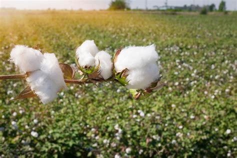 Latest on Cotton and Peanut Crops | Southeast AgNET
