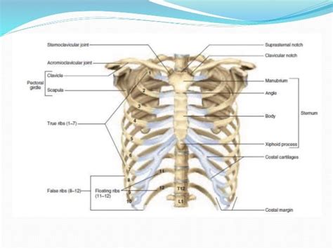 Radiological Anatomy Of Chest Including Lungsmediastinum And Thoraci