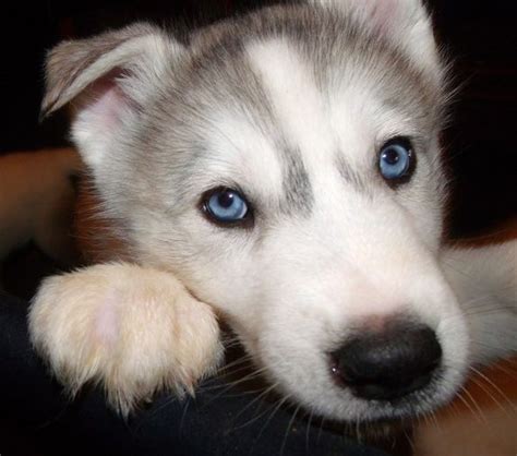 Best 25 Wolf Hybrid Puppies Ideas On Pinterest Wolf Husky Hybrid Wolf Puppies And Wolf Dog Puppy