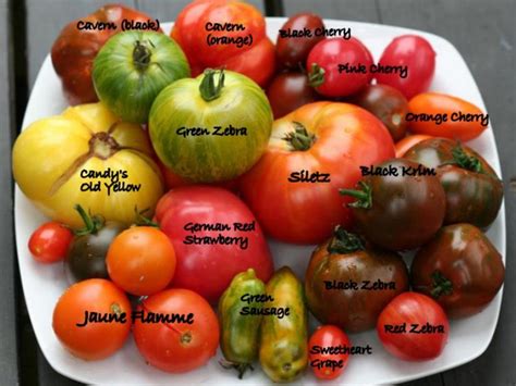 Quiet Cornercolor And Flavor Heirloom Tomatoes Varieties Quiet Corner