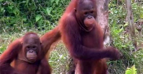 Indonesian Fires Affecting Borneo Orangutans The New York Times