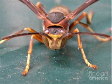 Northern Thin Wasted Wasp November Indiana Photograph By Rory Cubel