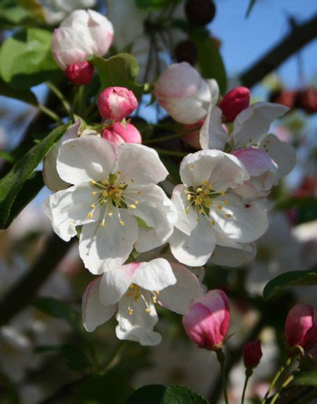 Donald Wyman Crabapple Flowers Photography Apple Blossom Flowers