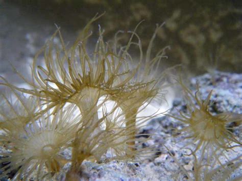 Majano Anemone Identification And Removal Reef Tank Resource