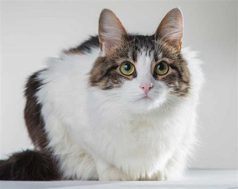 Cymric Cat Breed Information And Facts Pictures Pets Feed