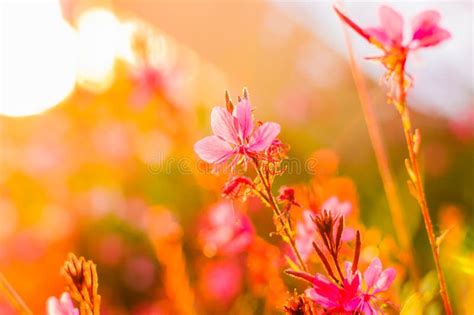 Pink Flowers On The Sunset Stock Photo Image Of Filled 72745464