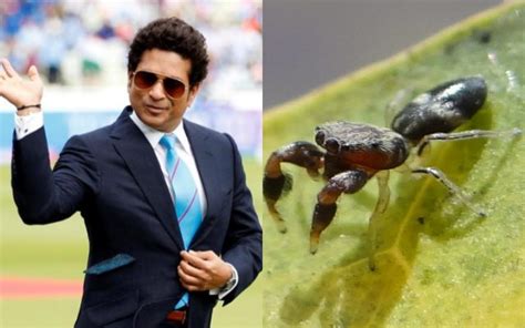 Cricket lovers nadella, pichai celebrate india's fairytale victory. 'Marengo Sachin Tendulkar'- Meet a new species of spider ...