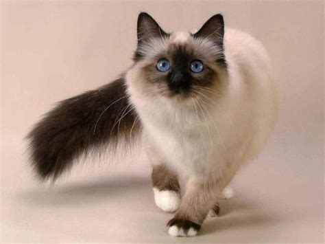 The munchkin cat is famous for its short legs (which is why they are also named as sausage cats) a napoleon cat is a mixed breed of a munchkin and a persian cat. The Welsh Corgi of Cats - The Munchkin | Kittens Whiskers