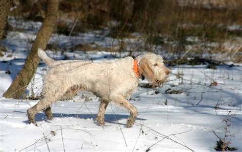 Spinone Italiano Dog Breed Pictures Characteristics And Facts