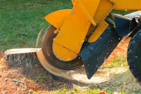 Why Should You Hire Stump Grinding Services In Sydney