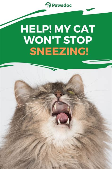 Why Is My Cat Sneezing A Lot I Causes And Remedies Cat Sneezing Cat