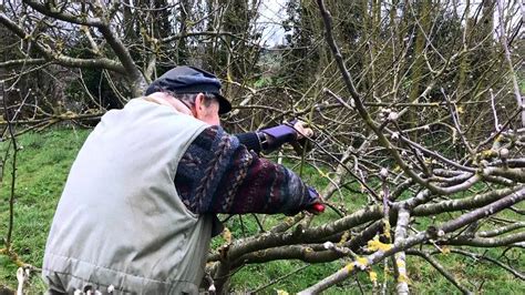 How To Prune A 3 Year Old Apple Tree