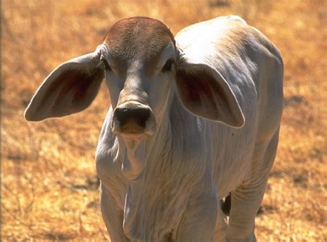 In the united states, brahmans are sometimes called brahman. Brahman Calf | Cows! :) | Pinterest | Cattle, Cow and Animal
