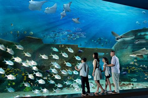 新加坡 Sea 海洋館 適合親子同遊的聖淘沙名勝世界 Go Guides