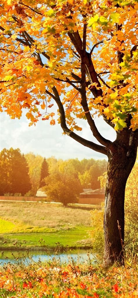 美丽的秋天，黄色的枫叶，树木，河流，农村 1080x1920 Iphone 8766s Plus 壁纸，图片，背景，照片