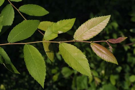 Ulmus Alata Ulmaceae Leaf Showing Orientation On Twig