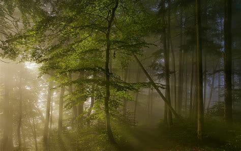 Landscape Forest Sun Rays Path Nature Sunrise Trees Spring