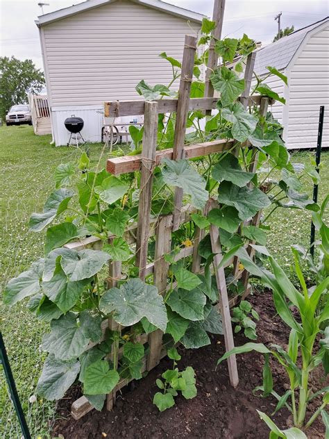 Making A Cucumber Fence Growing Cucumbers On A Fence Gardening Know How