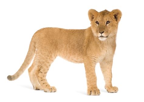 Premium Photo Lion Cub 6 Months Isolated