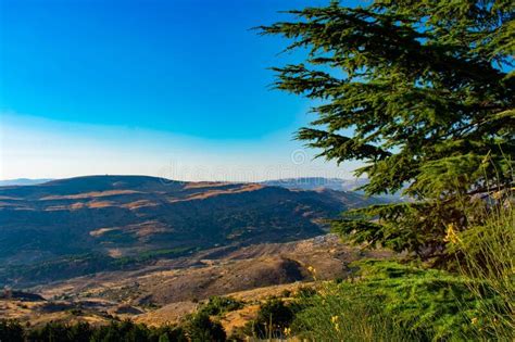 Cedar Reserve Tannourine Lebanon Stock Image Image Of Reserve