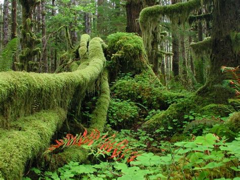 Descubre Algunos De Los Bosques Más Bonitos Del Mundo Esdiario