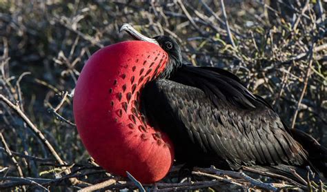 15 Frigate Bird Interesting Facts