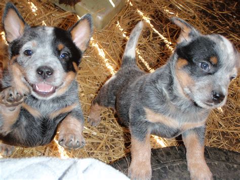 Blue Heeler Puppies For Adoption Photos All Recommendation