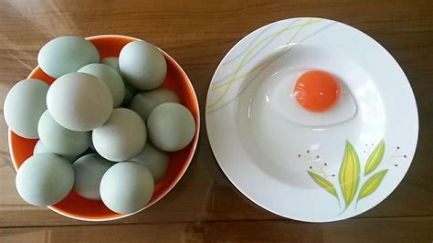 Telur Ayam Vs Telur Bebek Mana Yang Lebih Bagus Hobi Ternak