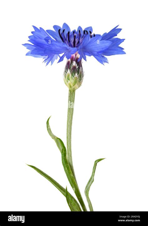 Blue Cornflower Isolated On White Background Stock Photo Alamy