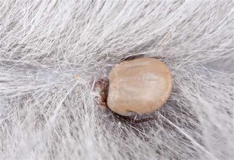 How do you recognize a black widow bite? How to Inspect & Remove a Tick from a Cat | PetMD