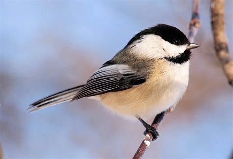 Chickadees Indiana Audubon Society