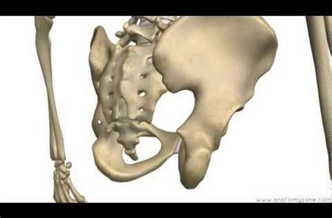 961 x 1024 jpeg 90 кб. Anatomy Of Pelvis & Hip | 3D anatomy tutorial on the bones of the pelvis & hip. | Basic Anatomy ...