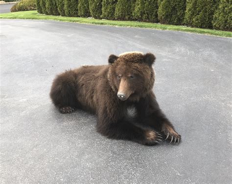 Brown Bear Laying Down Just Mounted The Outdoor Community