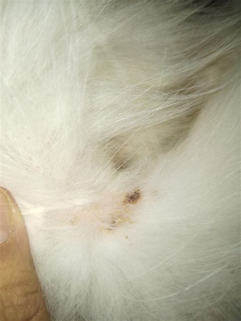 Please Help My Cat Has Some Skin Problem Which I Tried To Diagnose By