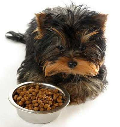 Yorkies are known to turn their nose up at many kinds of food. Top 6 Tips to Keep Your Yorkshire Terrier's Coat in Top ...