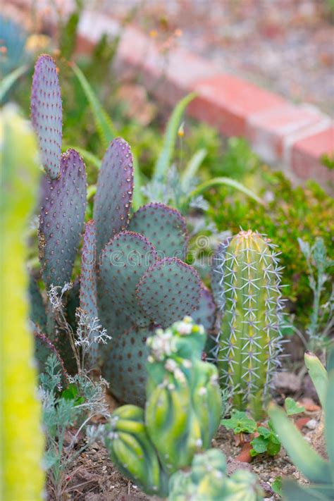 Desert Garden With Succulents Stock Image Image Of Flower Exotic